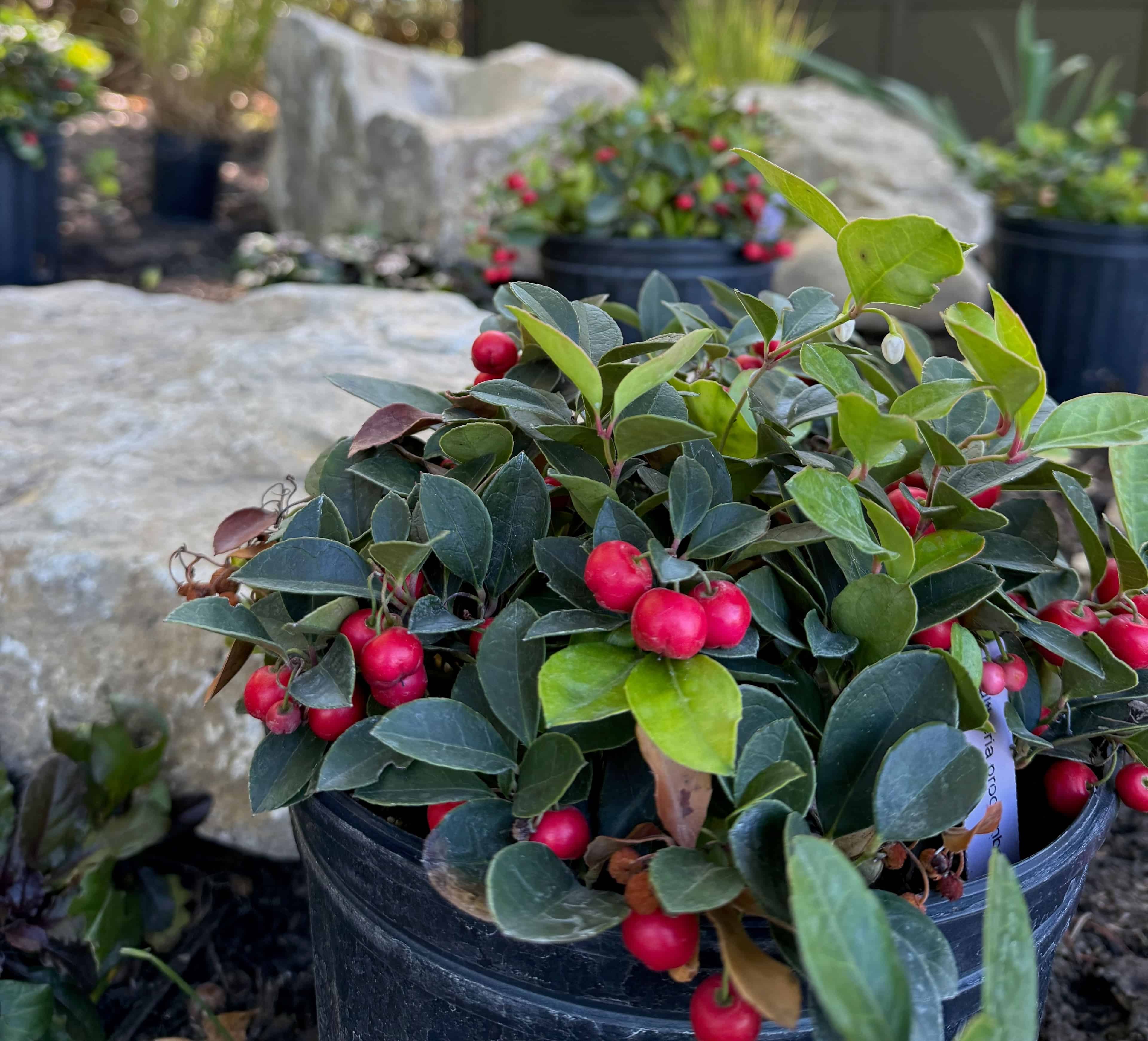 Landscape Consultation, Design, and Installation image