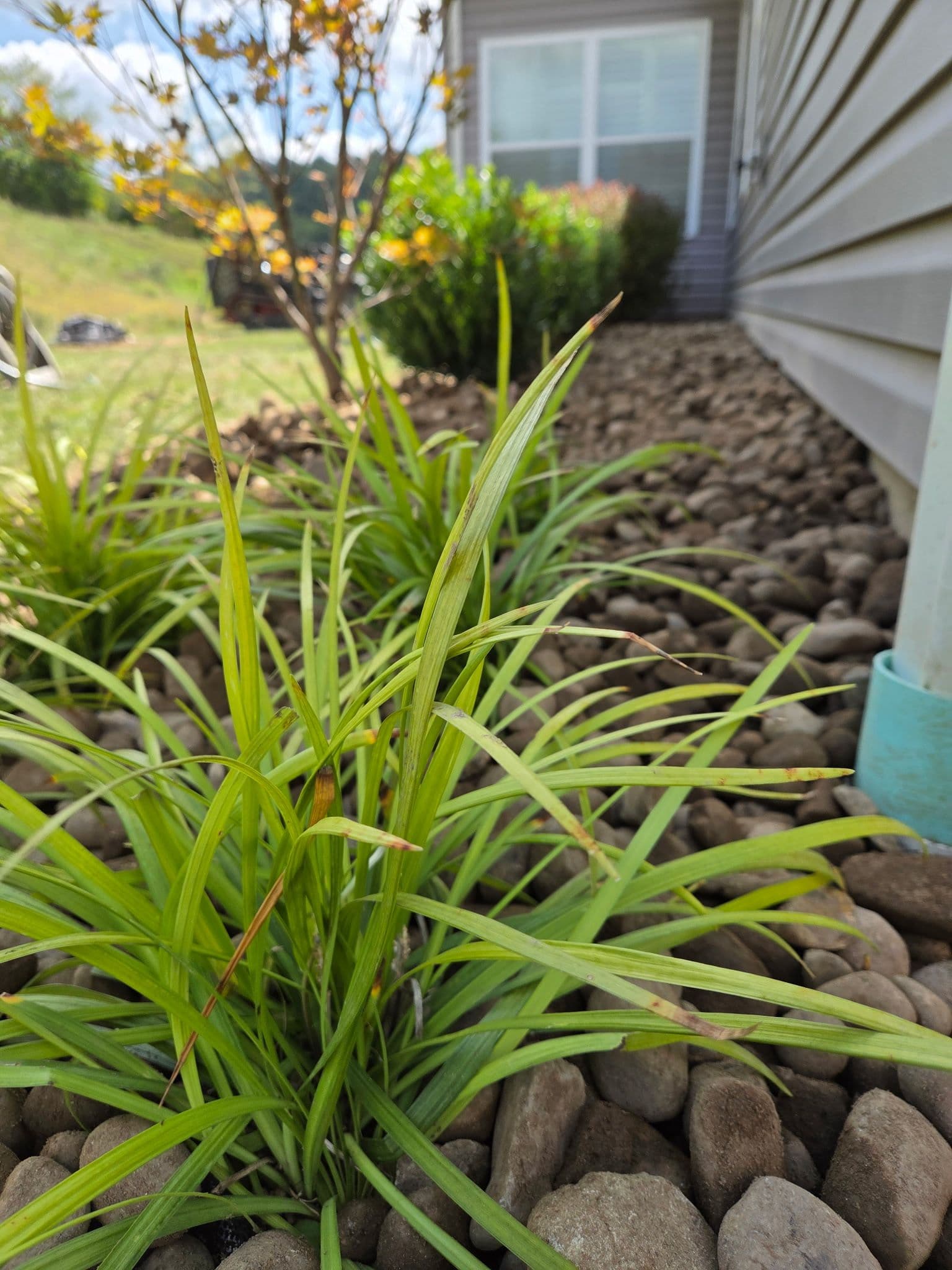 Transform Your Garden with Lush Liriope image