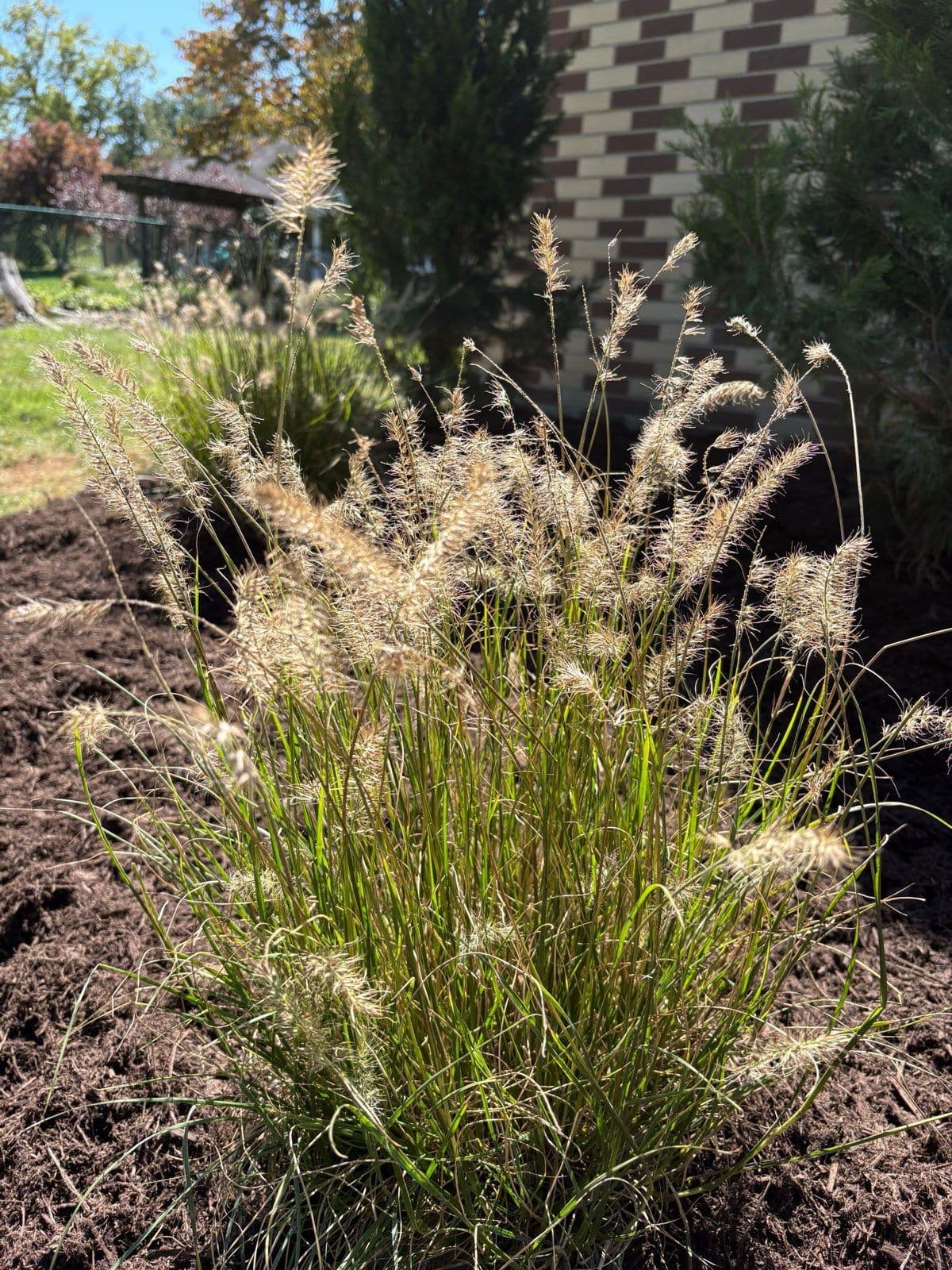 Transform Your Garden with Ornamental Grasses image