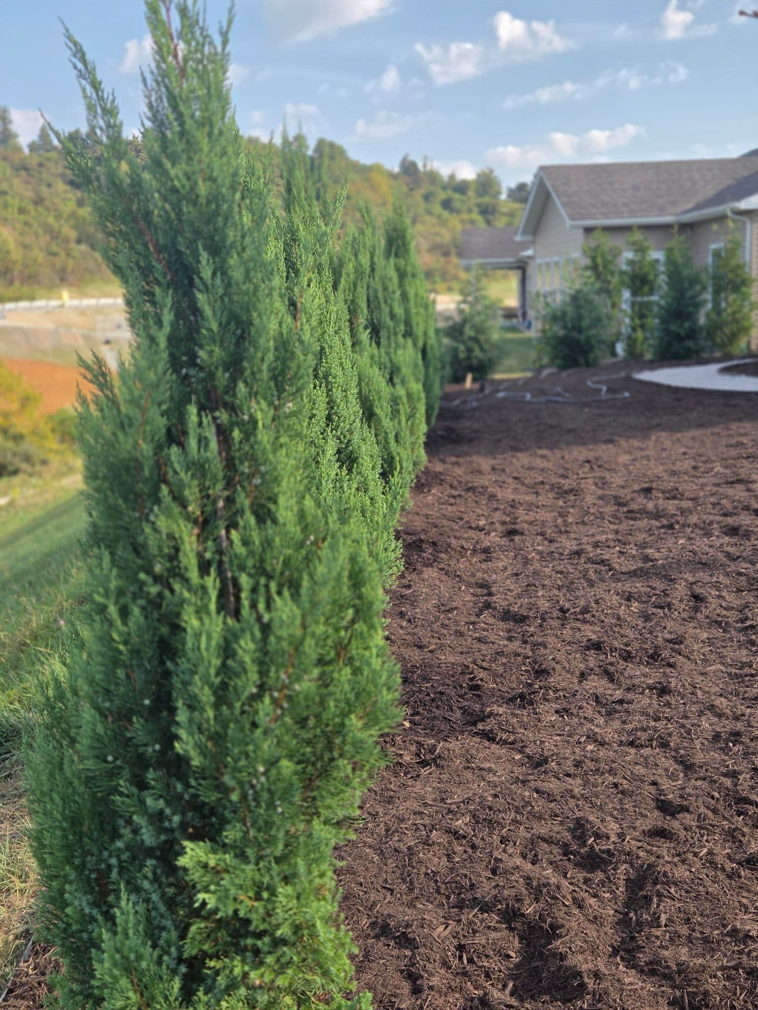 Elegant Blue Point Juniper Privacy Hedge Installation image