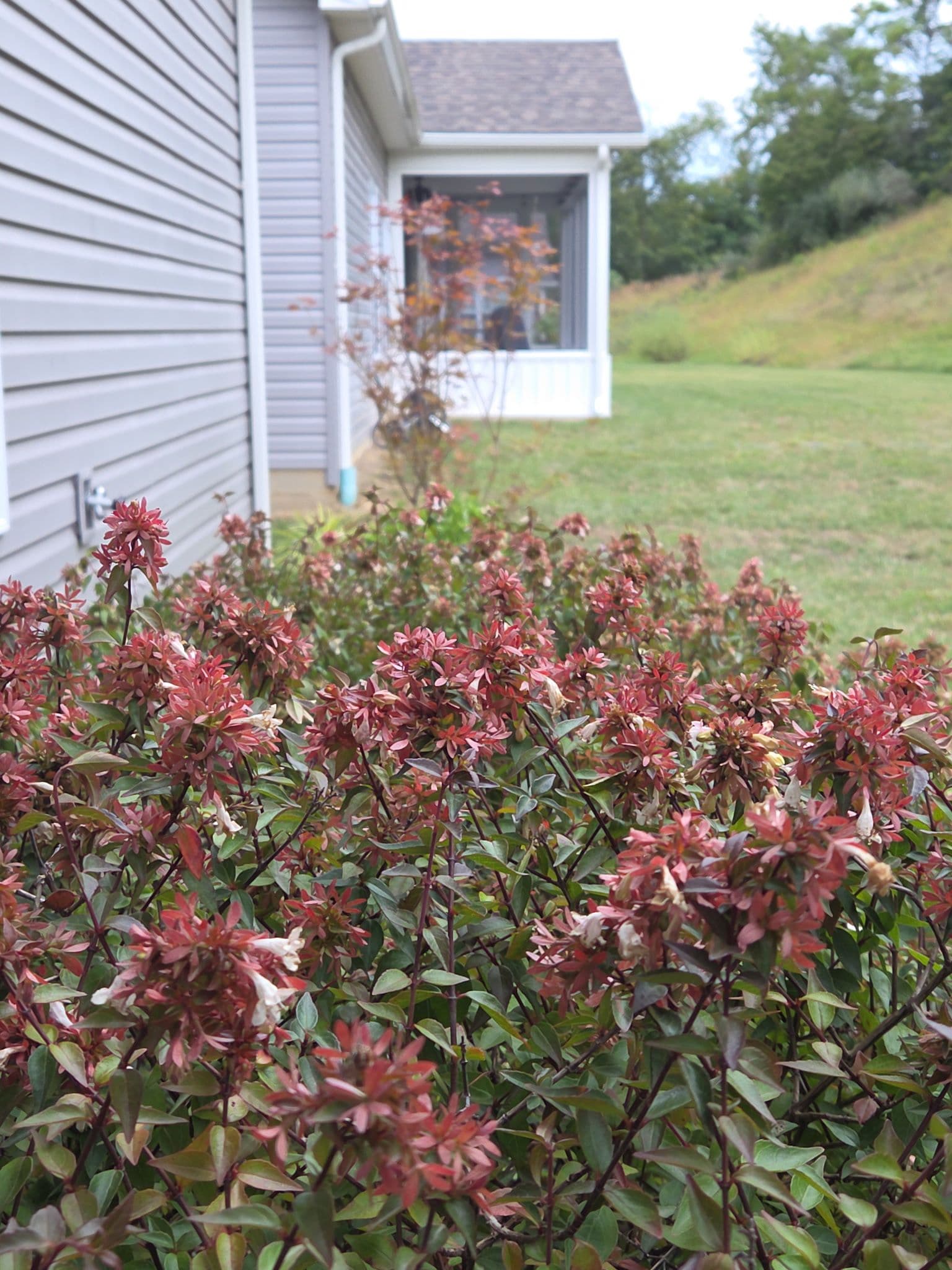 Project Enhancing Curb Appeal with Little Richard Abelia in Bridgeport image