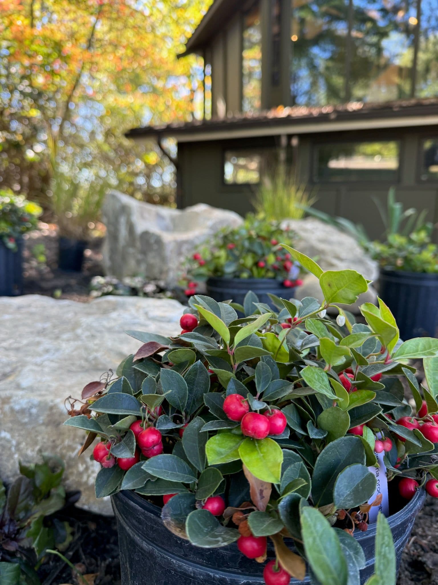 Enhance Your Office Space with Wintergreens in Morgantown image