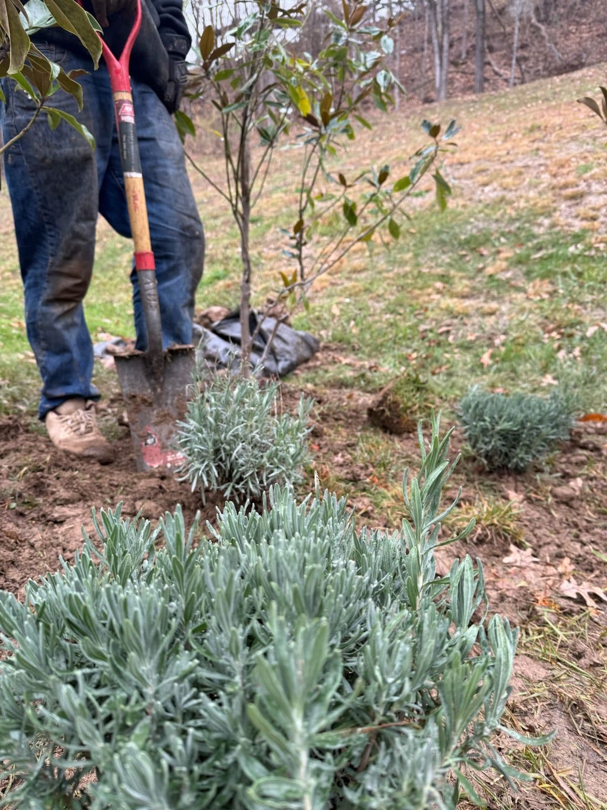Project Lavender Garden Oasis in Bridgeport image