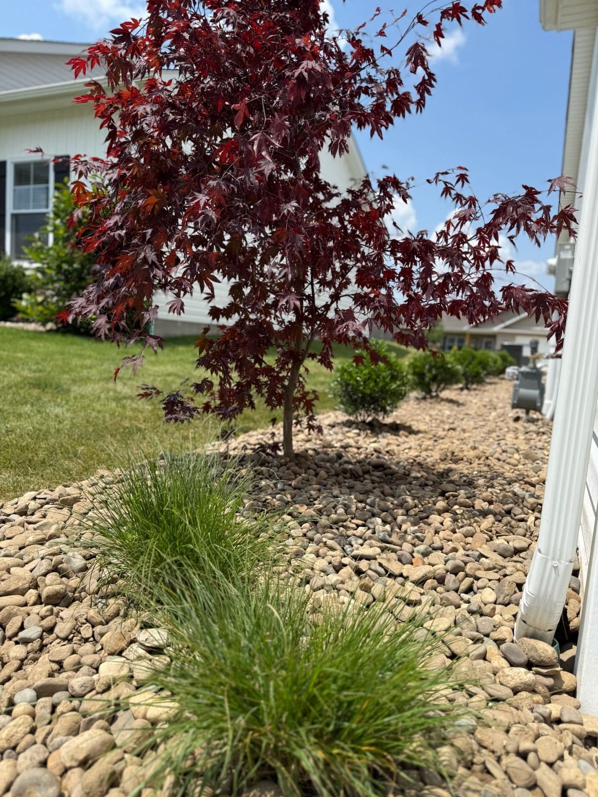 Vibrant Japanese Maple Installed in Bridgeport image