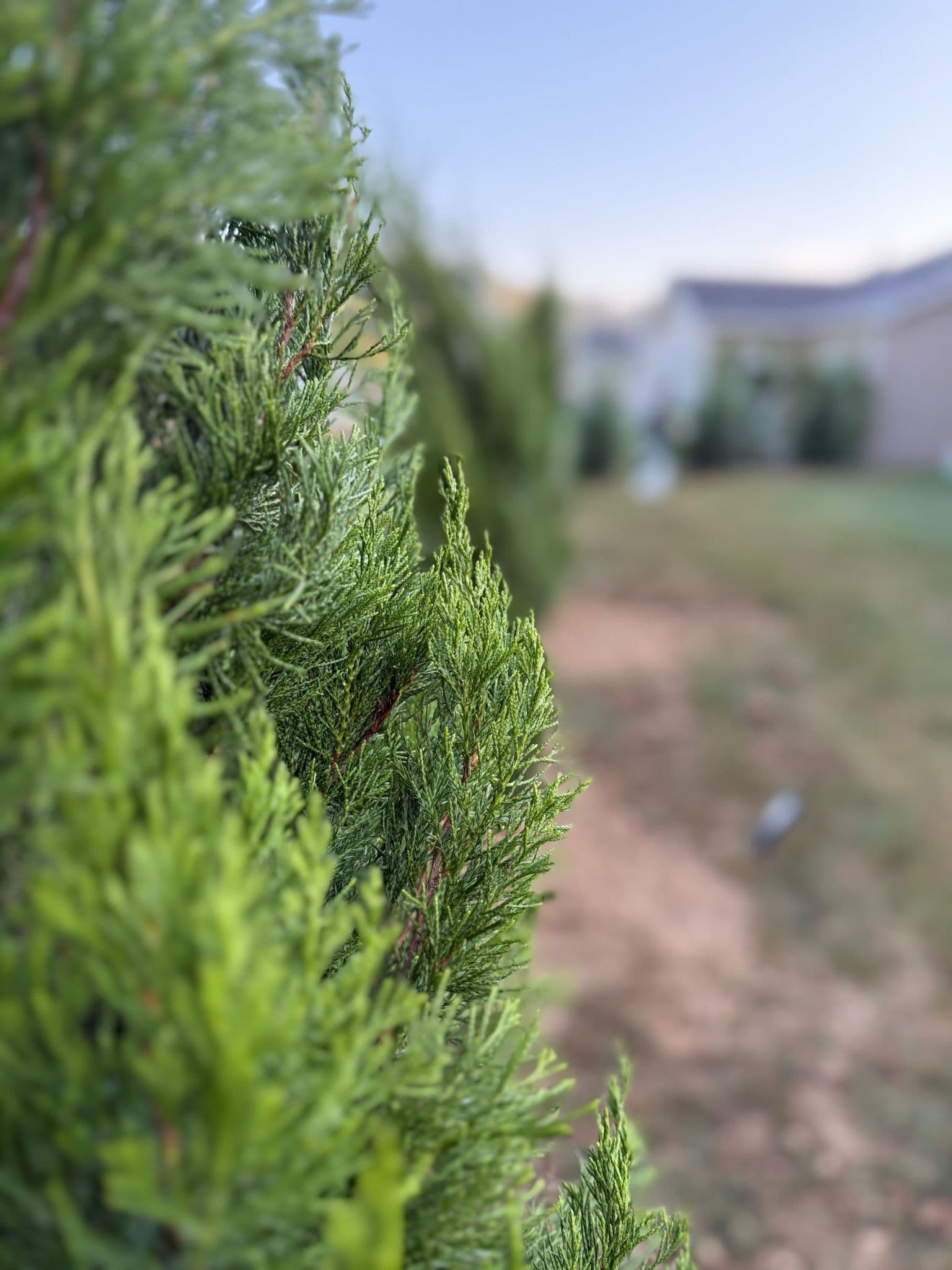 Project Privacy Hedge Installation in Bridgeport image