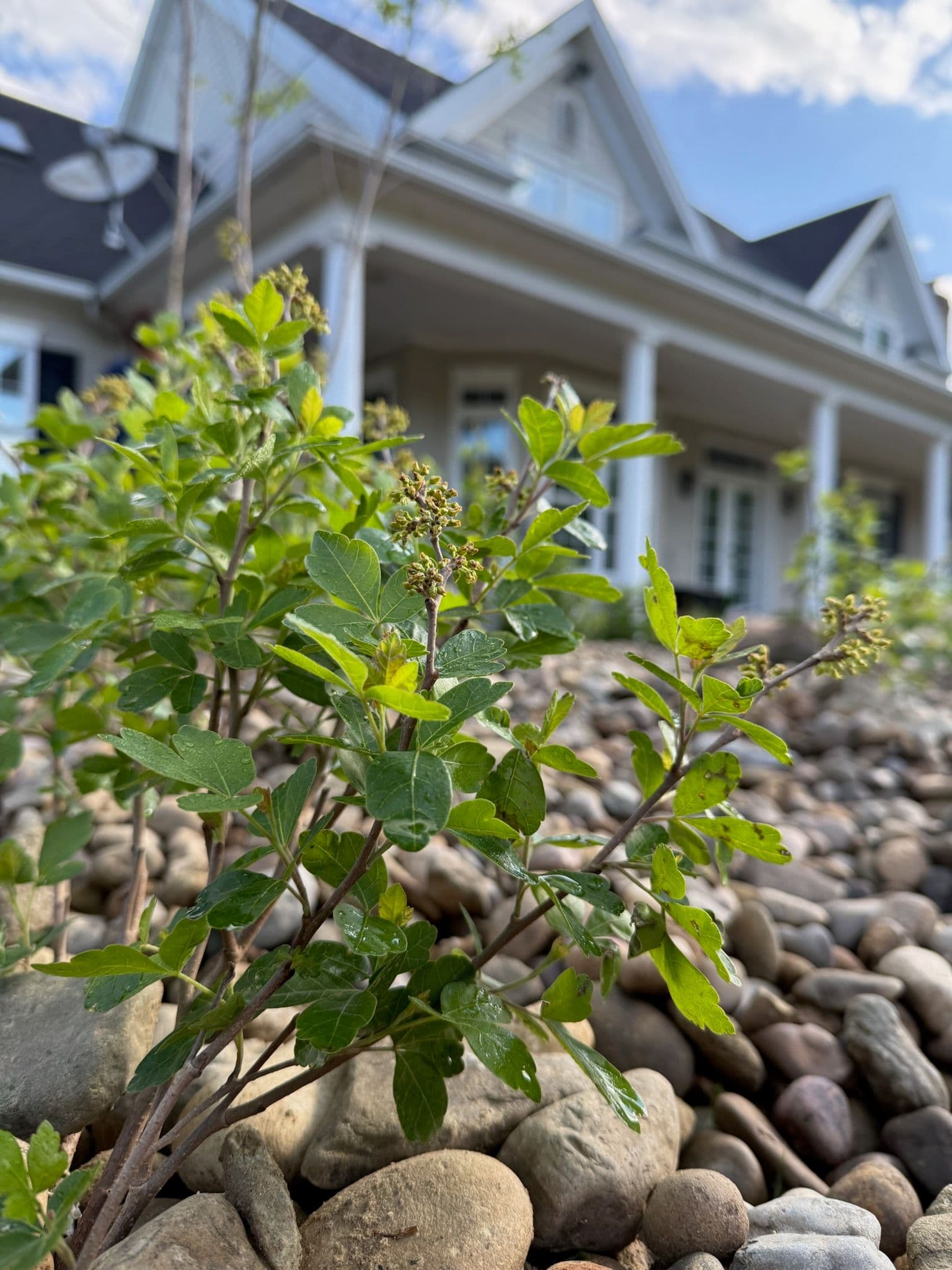 Gro Low Sumac Project Elevates Fairmont Home