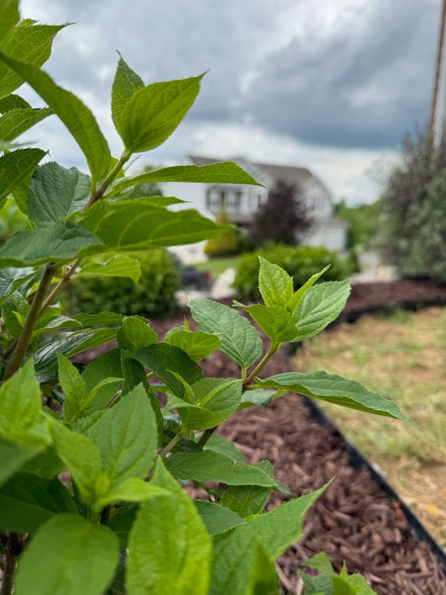 Revitalizing Bridgeport Gardens with Vibrant Landscaping image