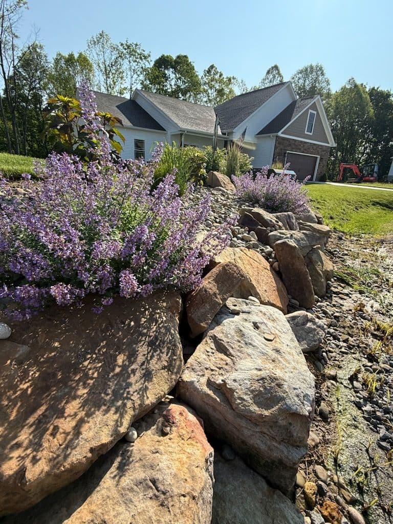 Lavender Oasis Transforms Bridgeport Yard image