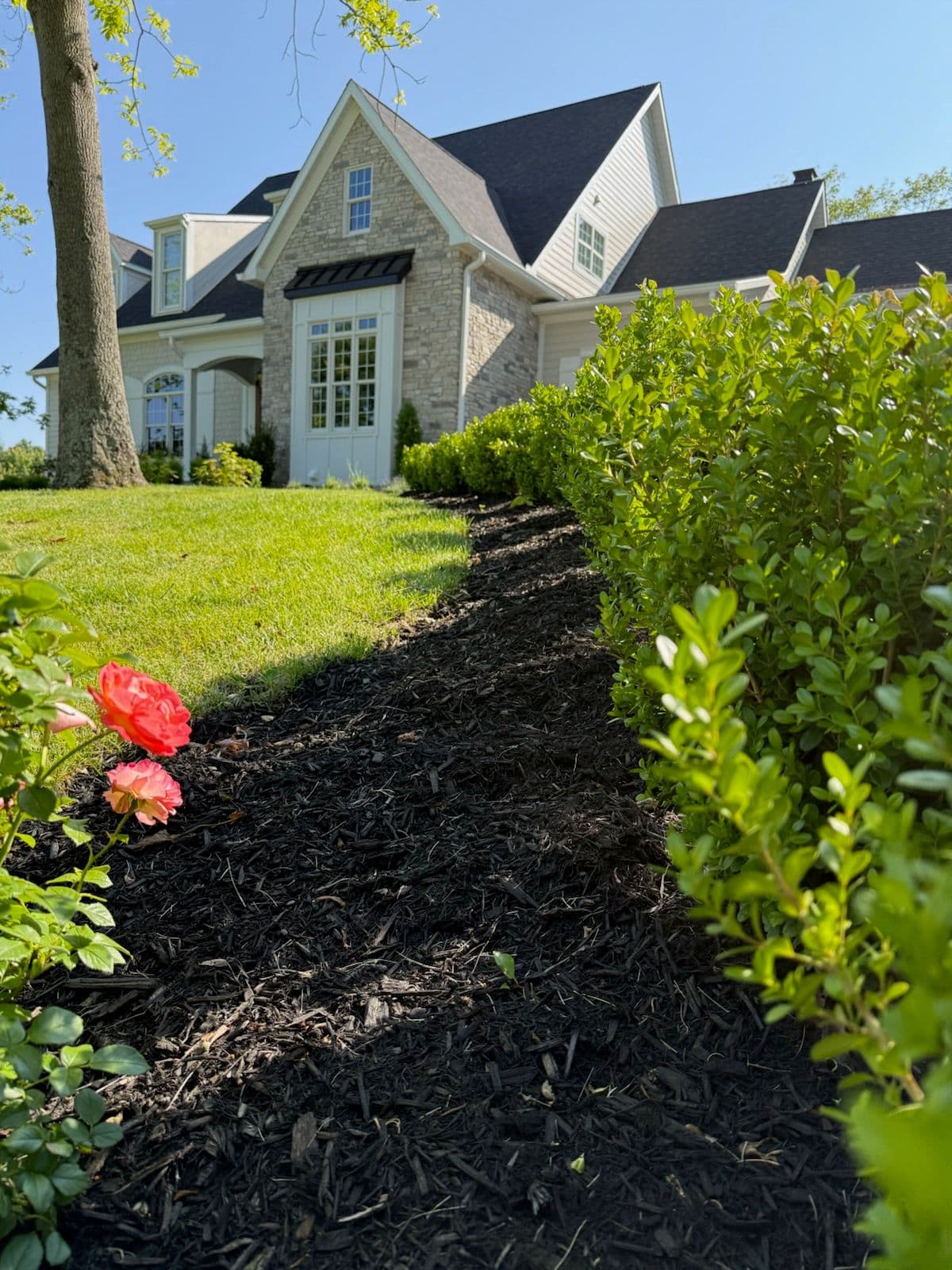 Elegant Boxwood and Rose Garden Transformation image