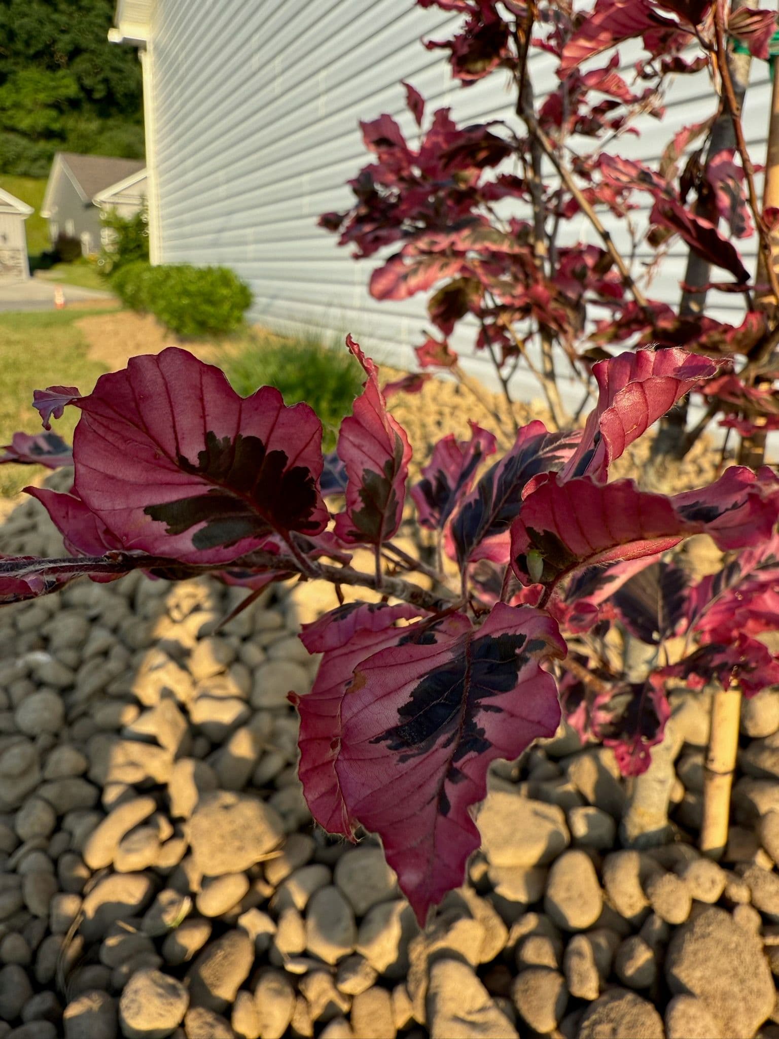 Bridgeport Tri-Color Birch Landscaping Highlight image