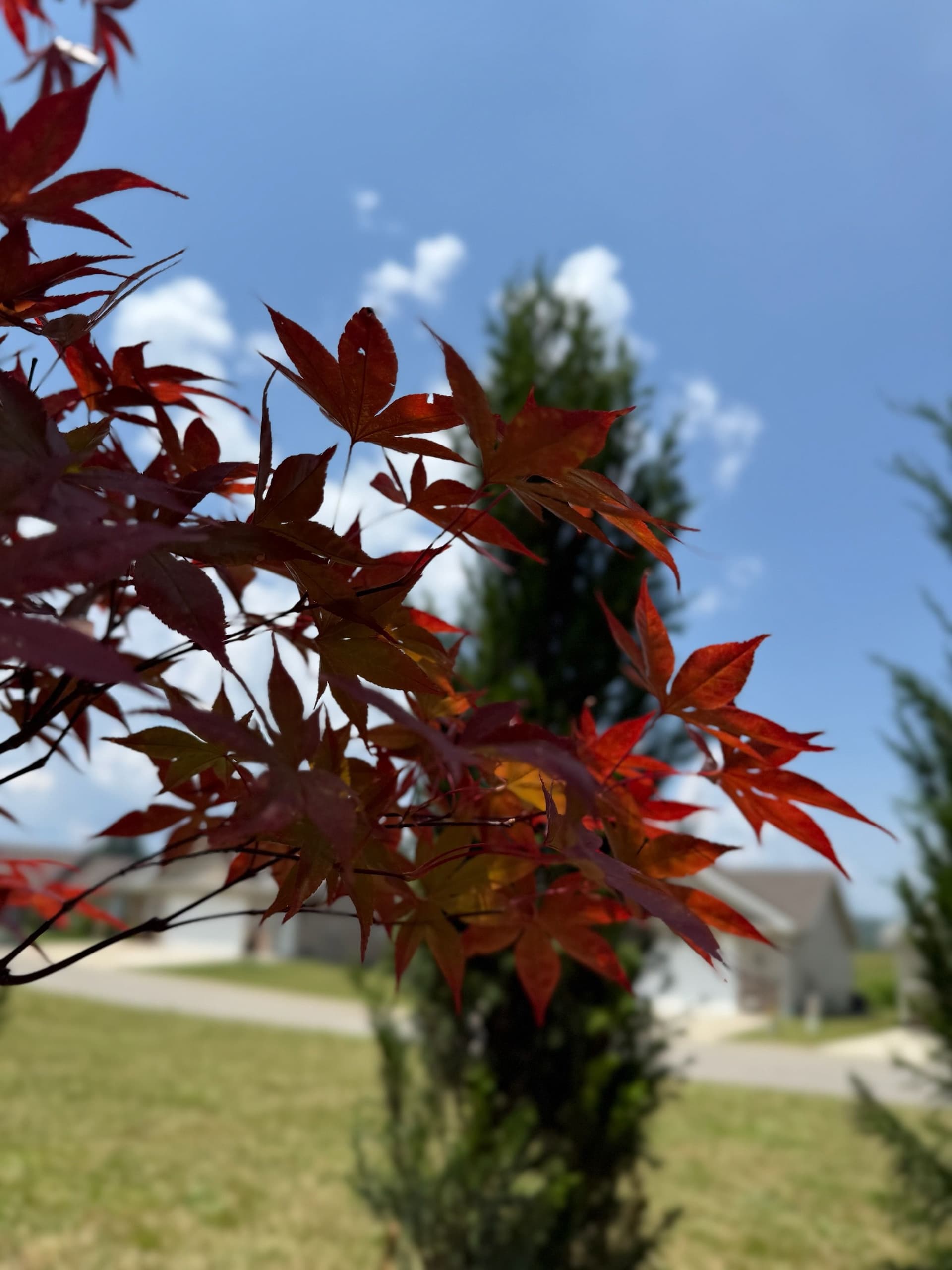 Transforming Backyards with Vibrant Maple Trees image