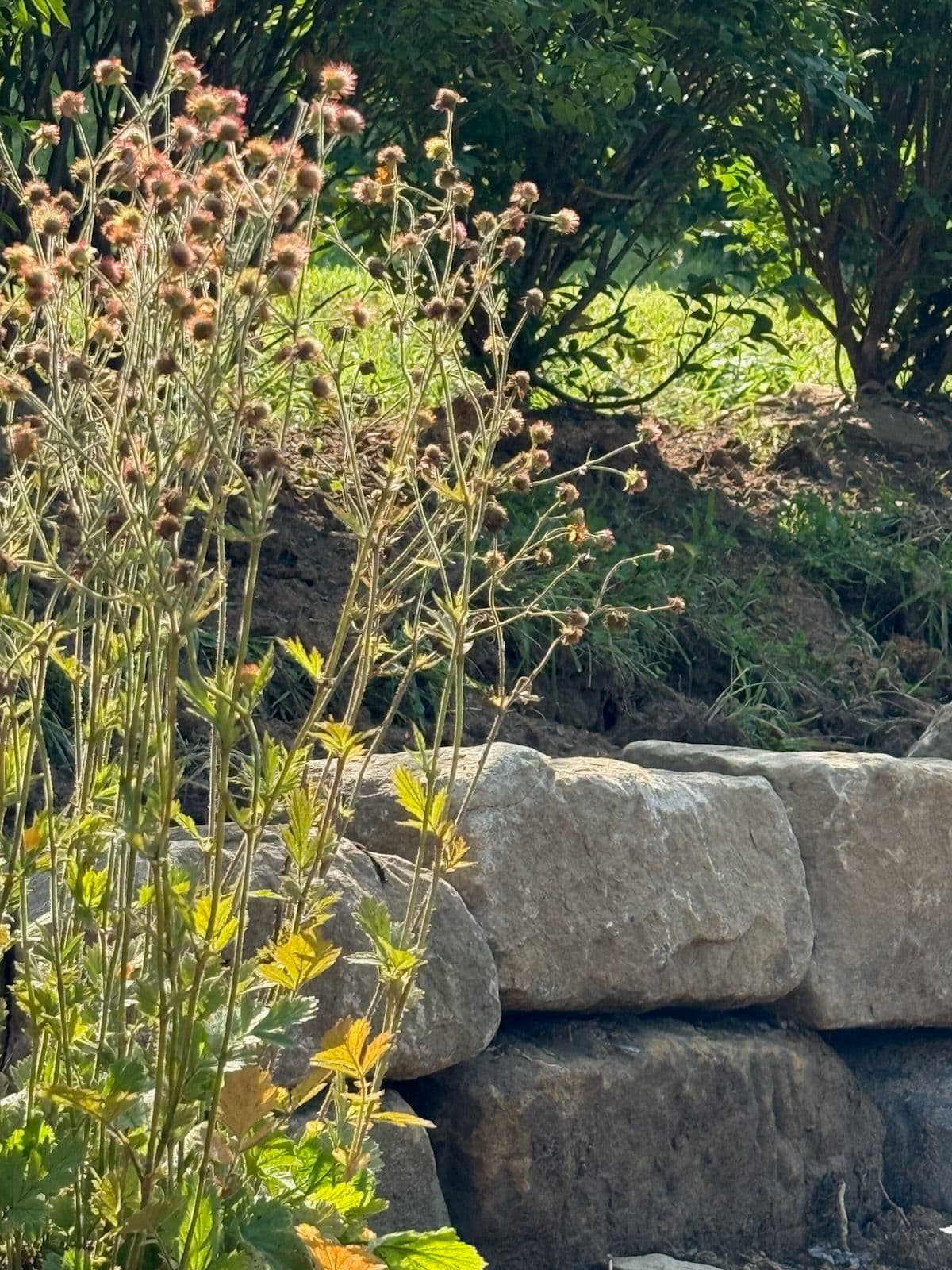 Elegance with Cut Stone and Tall Perennials image