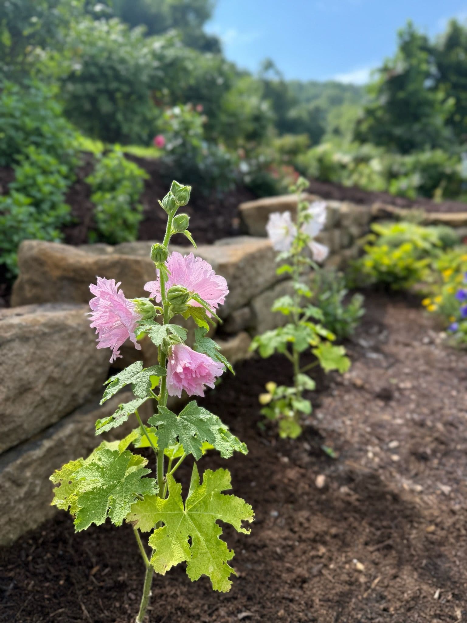 Add a Touch of Serenity with Pink Hollyhocks image