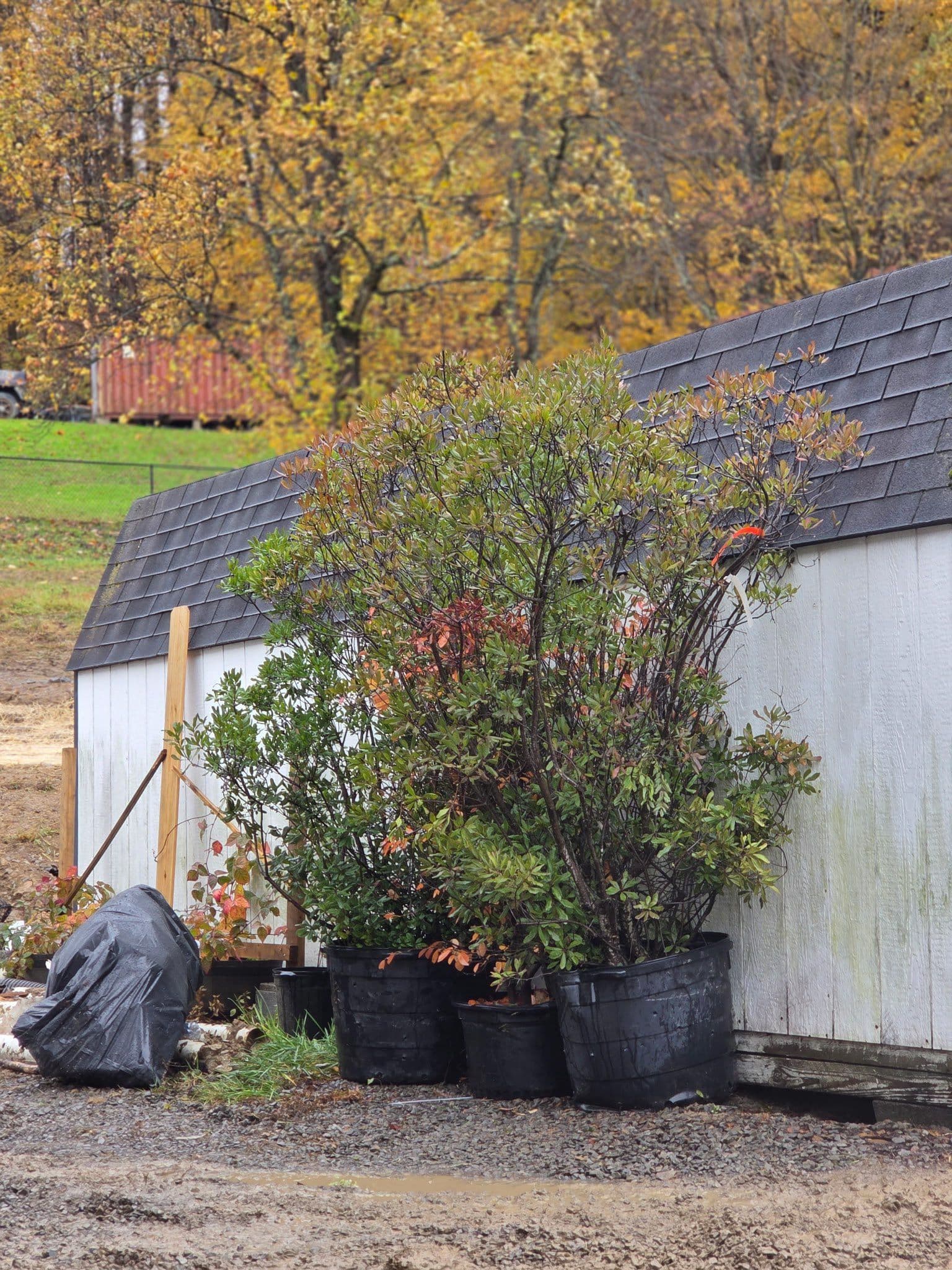 Creating a Fall Paradise with Native Plants in Fairmont WV image