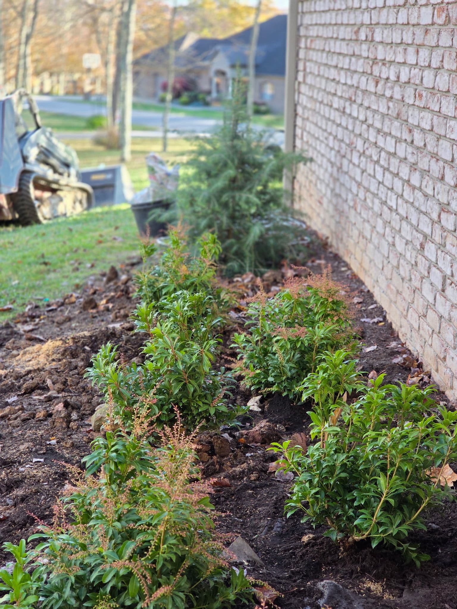 Garden Makeover in Bridgeport with Evergreens and Shrubs image