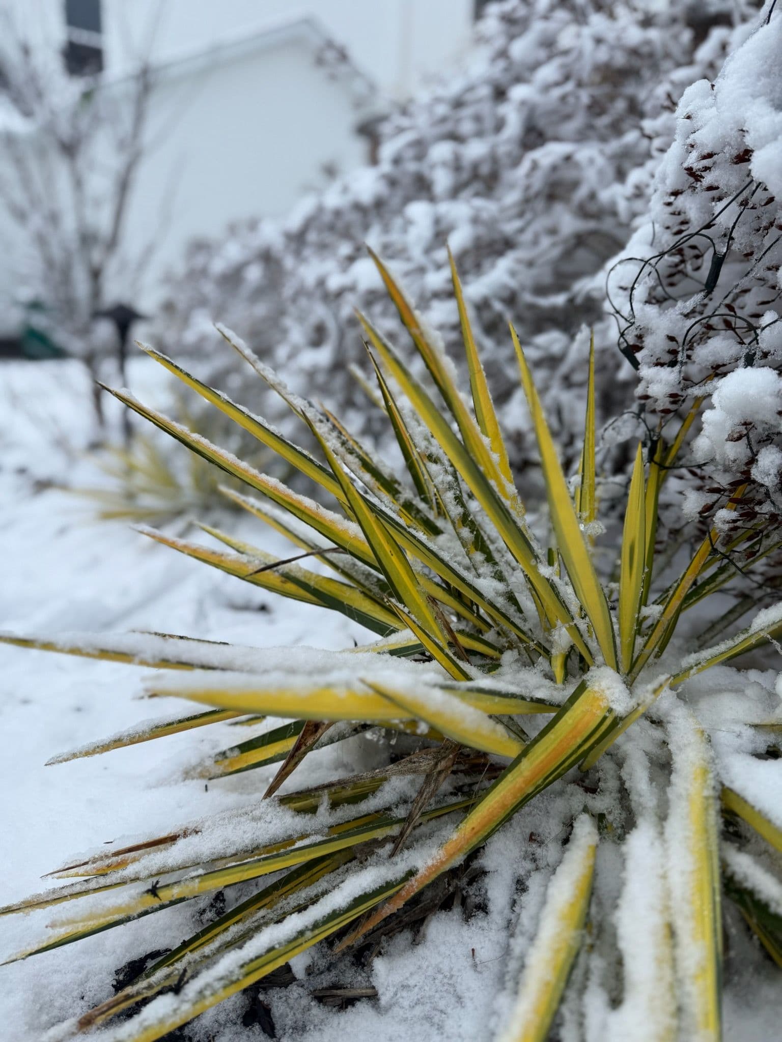 Winter Garden Makeover with Variegated Yucca image
